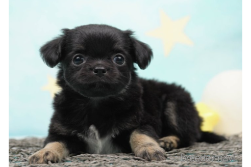 成約済の千葉県のチワワ(ロングコート)-225149の2枚目